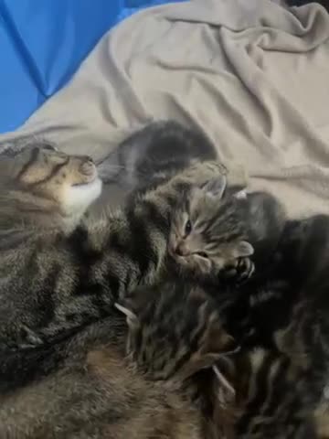Domestic Shorthair cats for sale: Kittens for sale  - Video 2