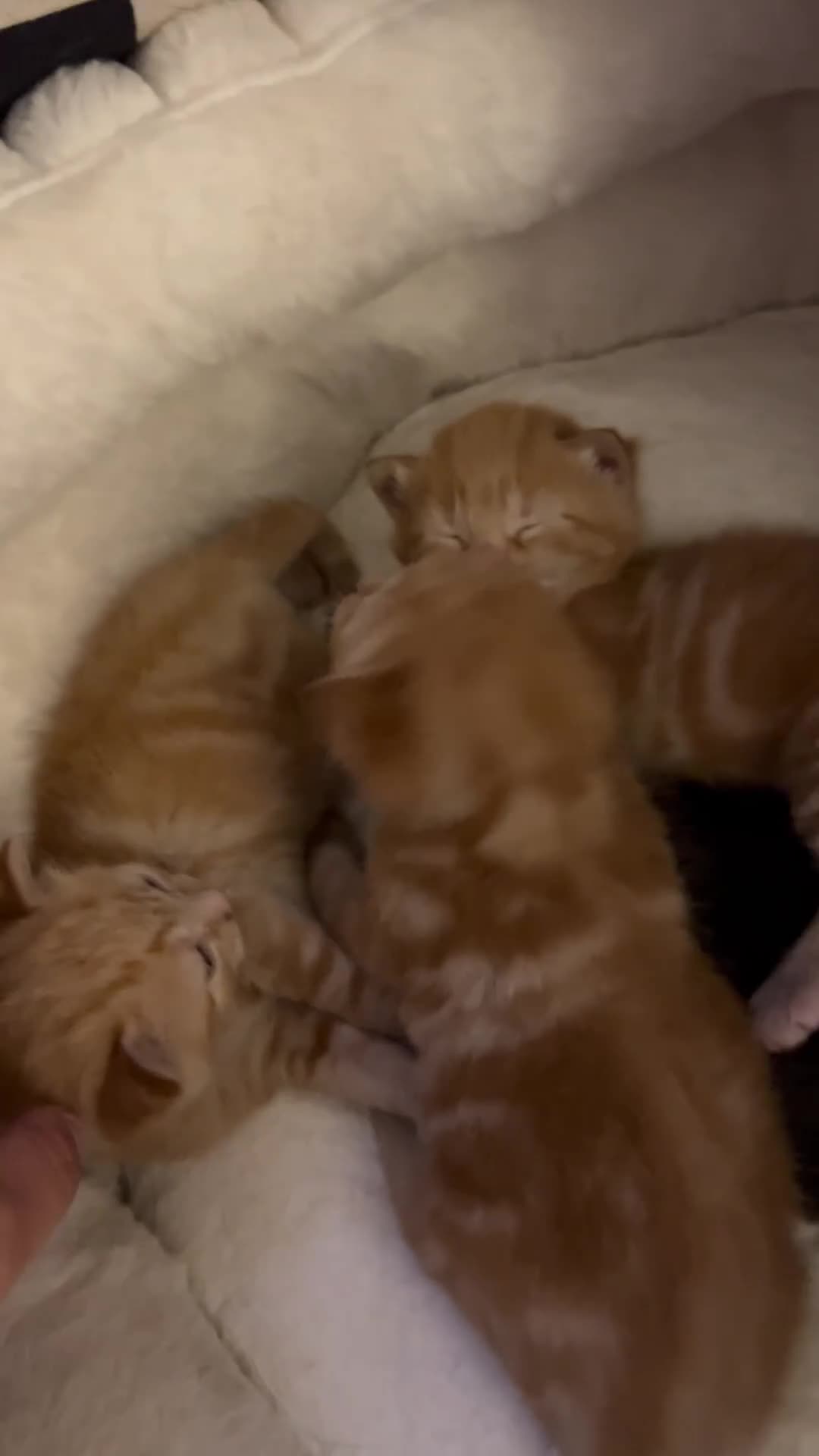 Domestic Shorthair cats for sale: 3 gorgeous Ginger Boys and one Black - Video 1