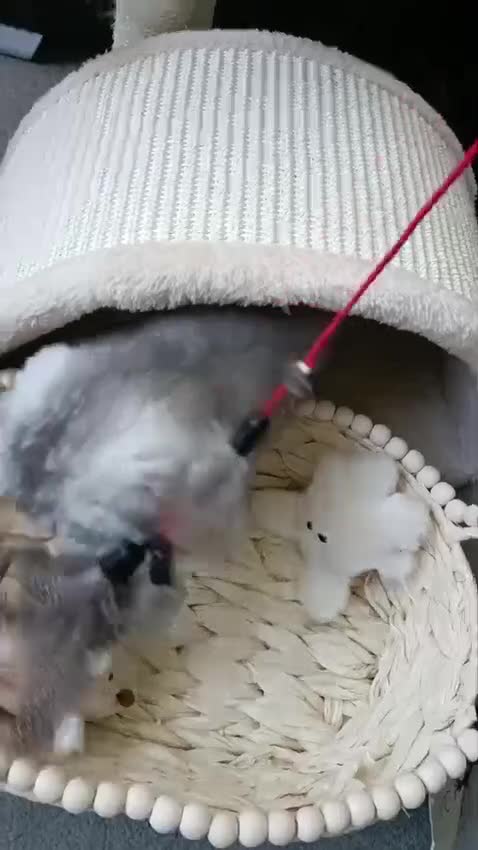 British Shorthair cats for sale: Lapcat girl fold  in Hinckley - Video 2