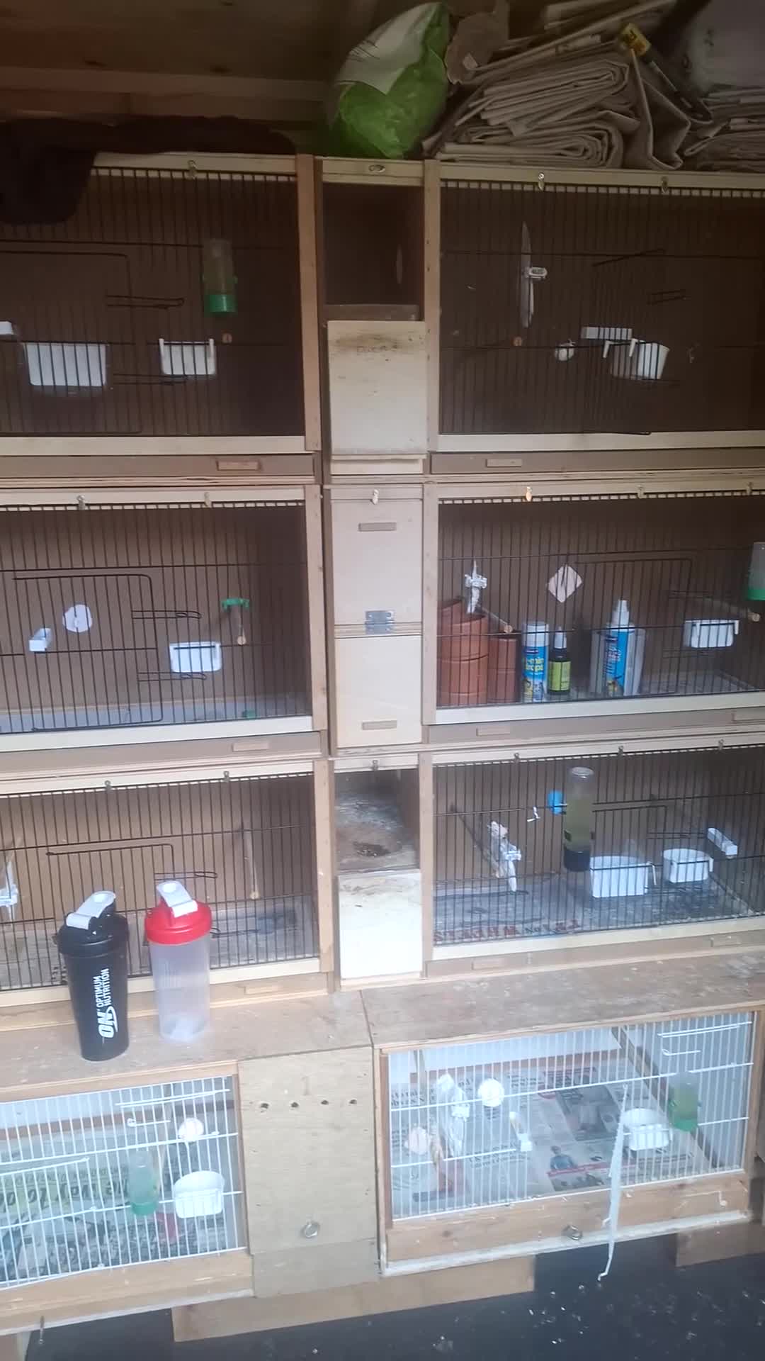Budgerigars birds for sale: budgies for sale birmingham. - Video 2