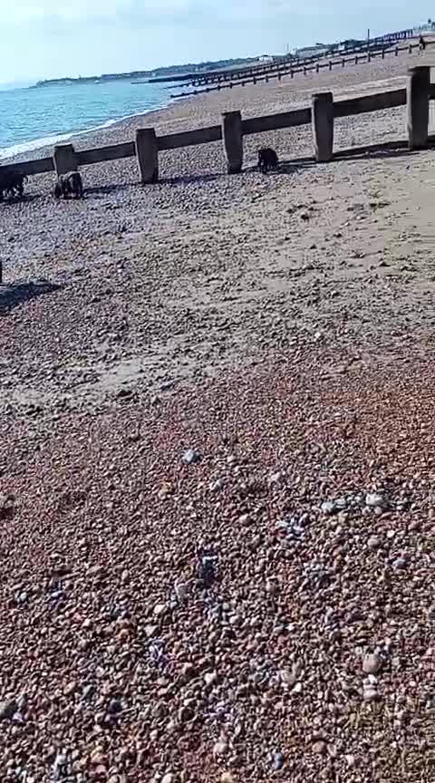 Cane Corso dogs for sale: Beautiful Cane Corso  - Video 1