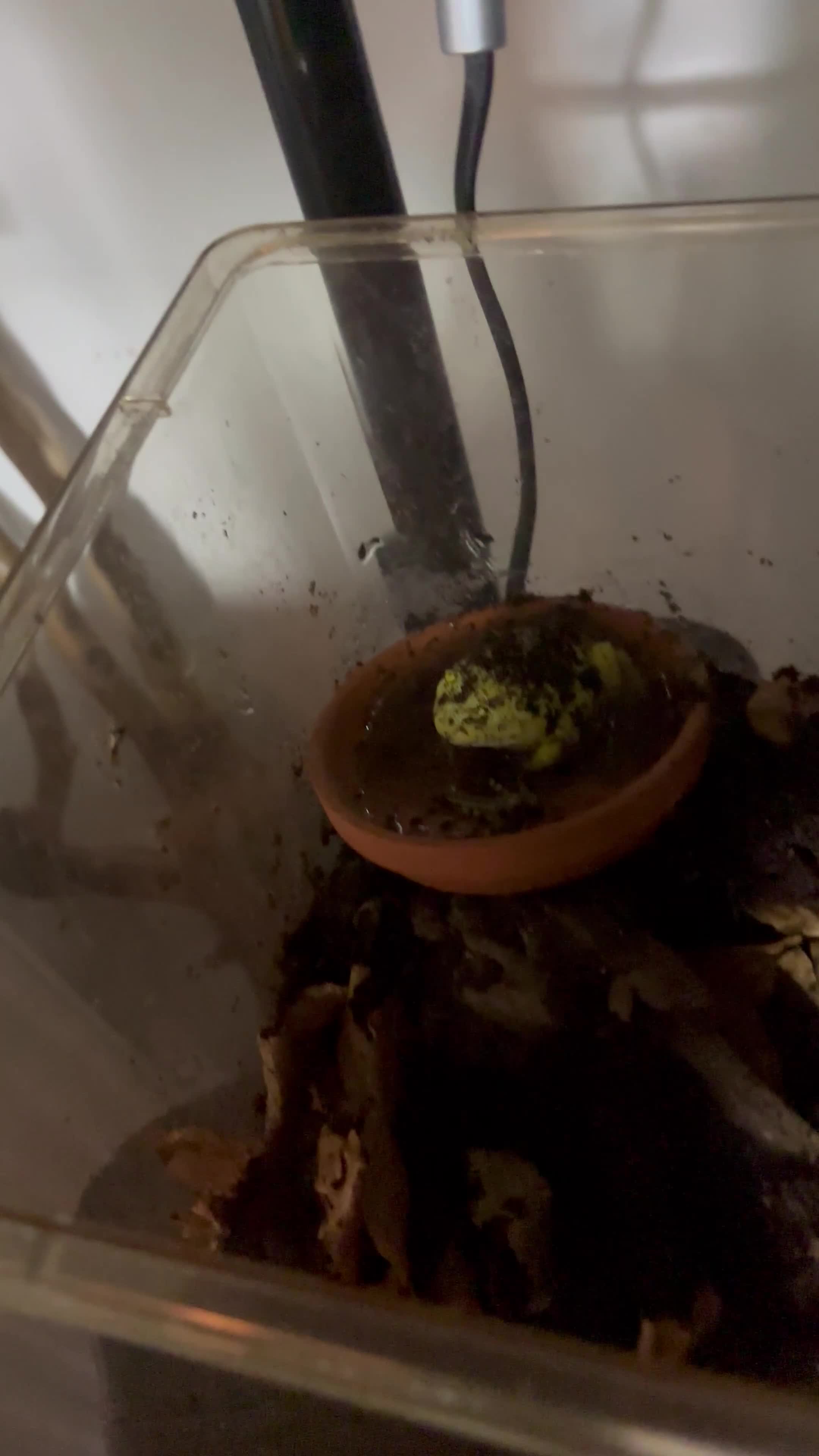 Frog reptiles for sale: Super Pikachu Pacman Frog - Video 1