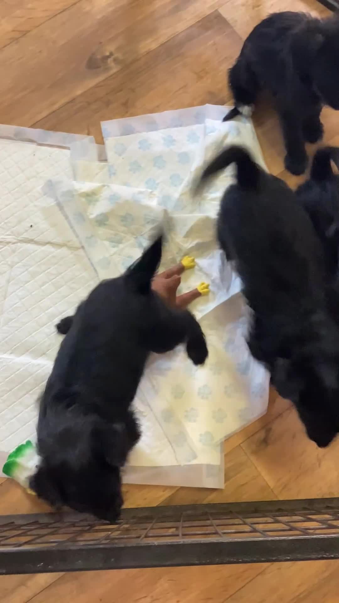 Mixed Breed dogs for sale: Whippet x bedlington - Video 1