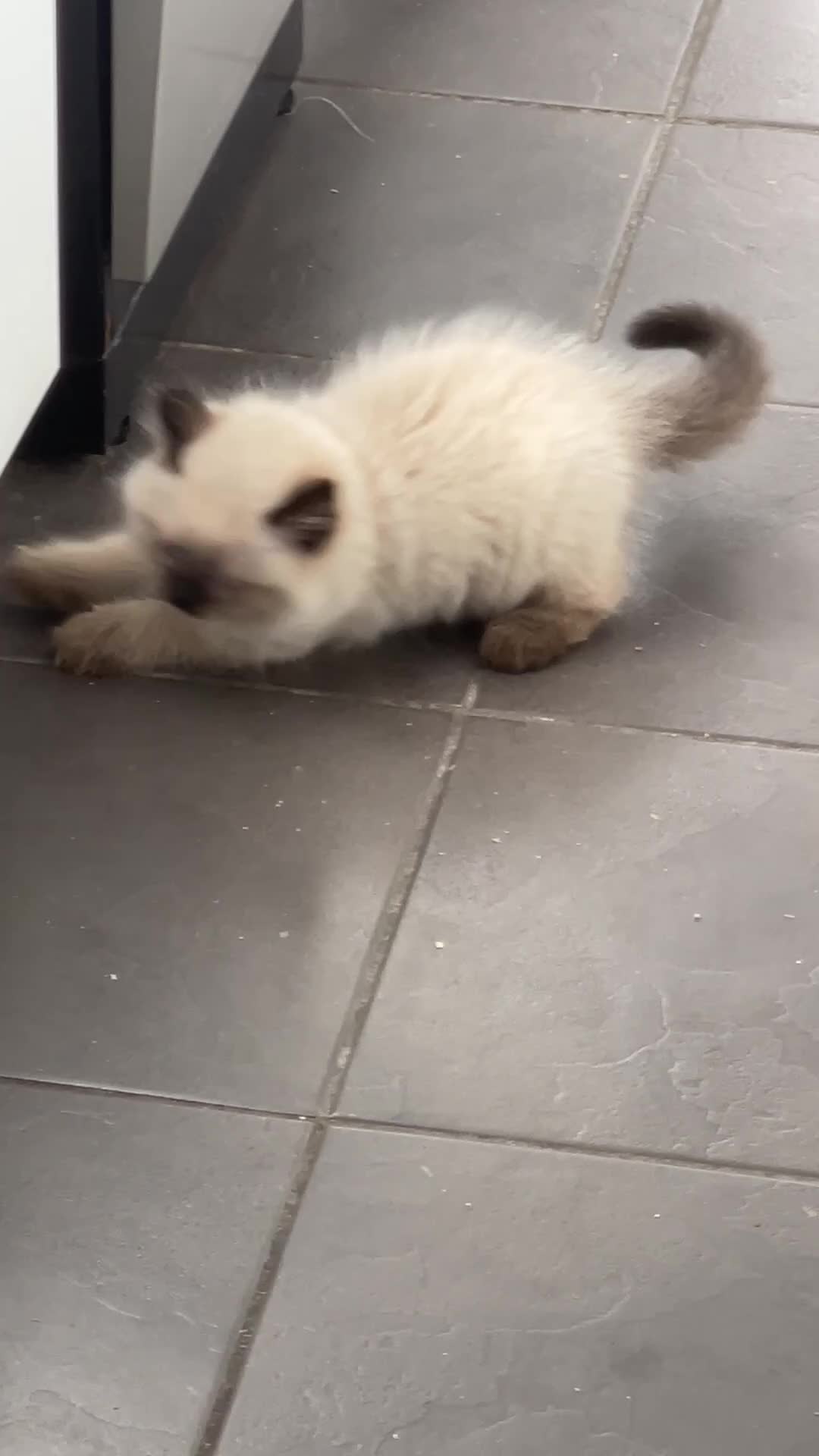 Ragdoll cats for sale: Beautiful Blue-Eyed Ragdoll-Type - Video 1