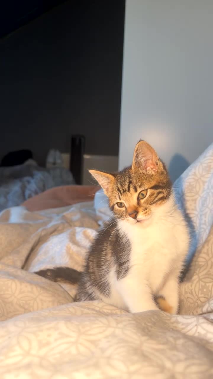 Mixed Breed cats for sale: 11 Week Male Kitten in Coventry - Video 1