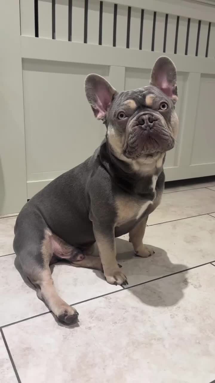 French Bulldog dogs for stud: Captain Cooper 🏅 in Grimsby - Video 3