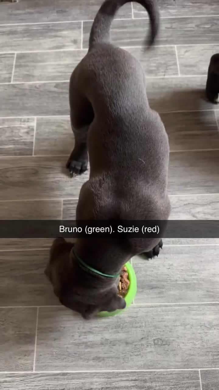 Cane Corso dogs for sale: Cane corso puppies  - Video 4