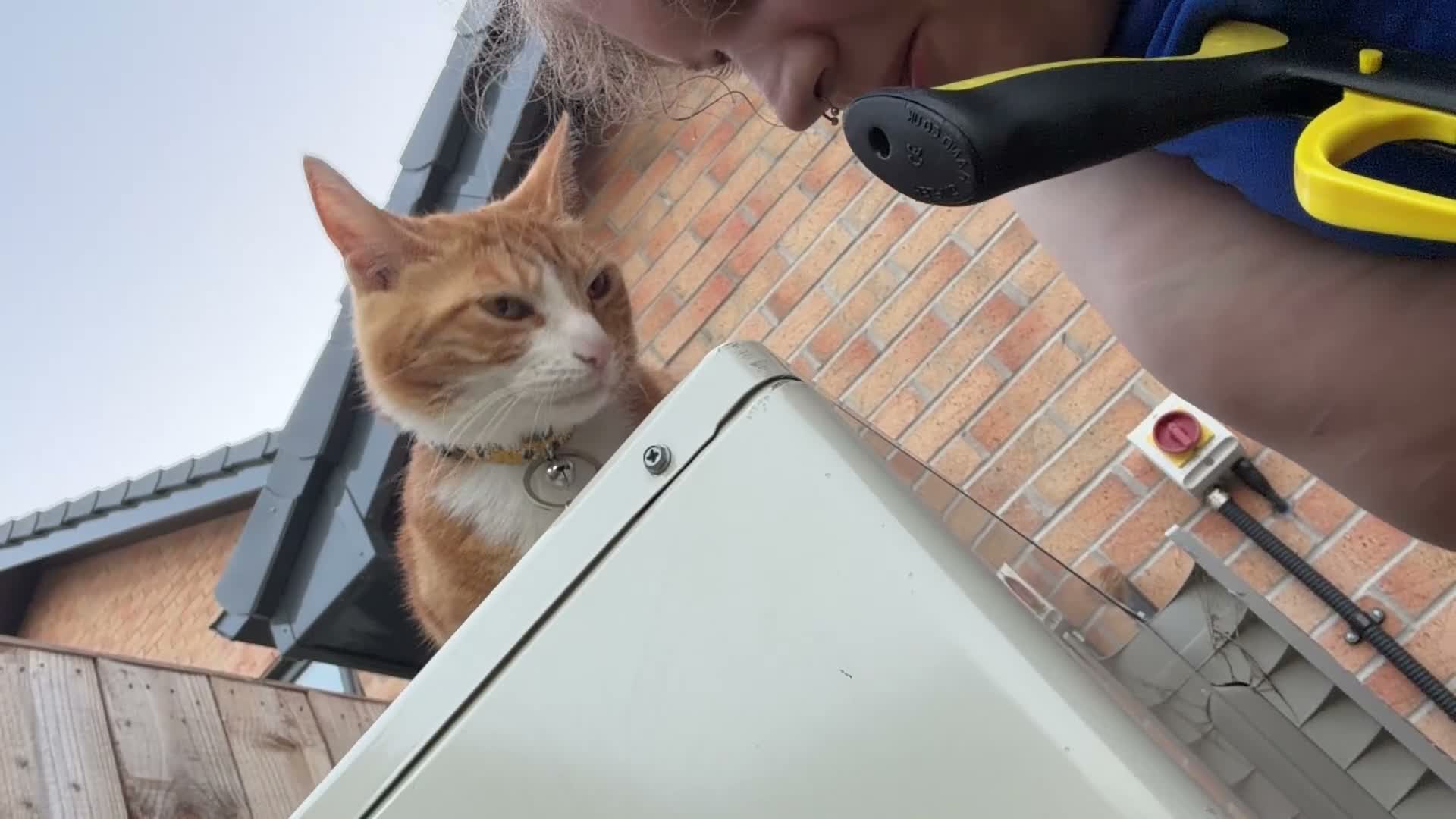 Mixed Breed cats for sale: Marla  - Video 1