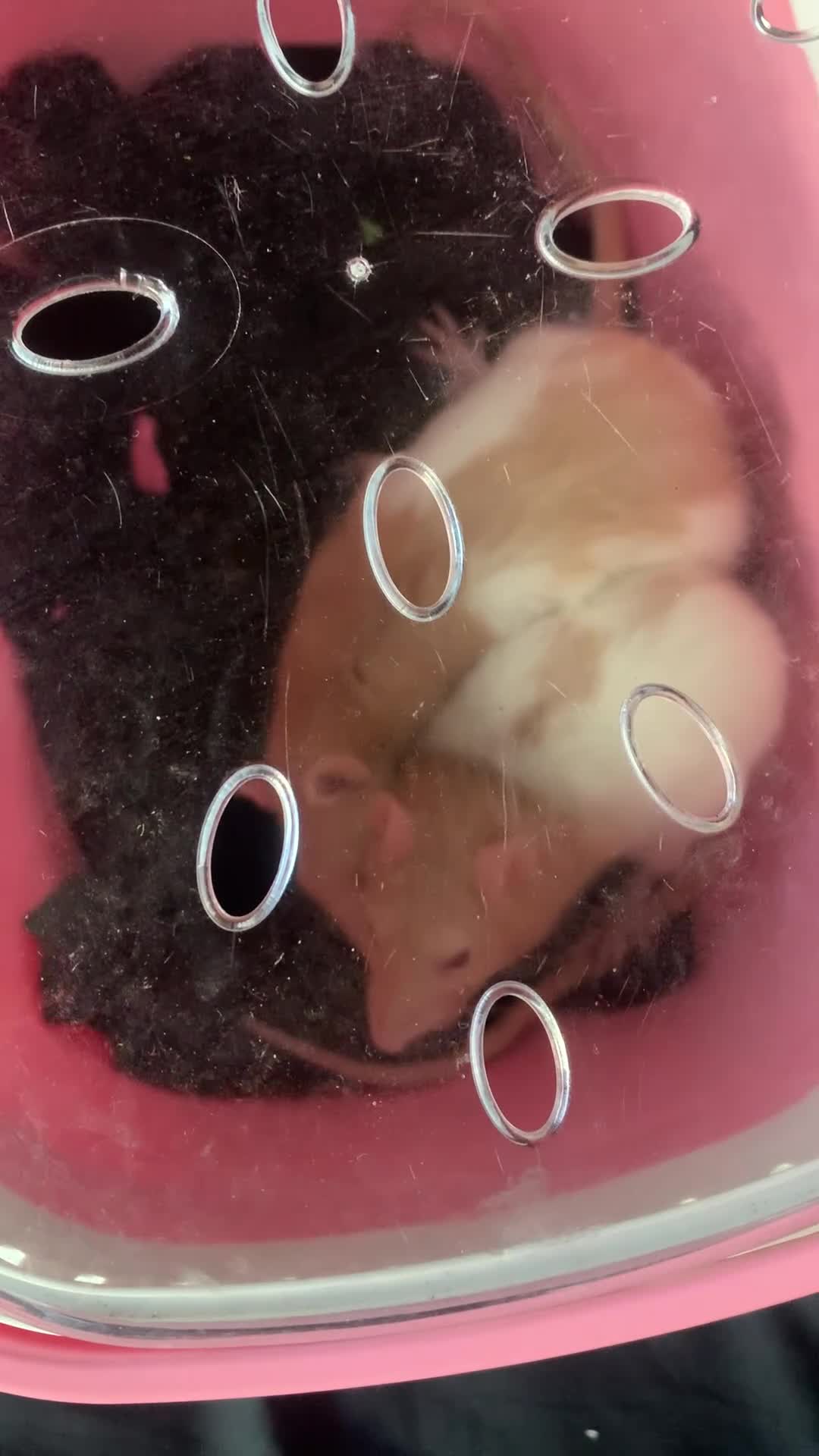 Rat rodents for sale: 2 beautiful female rats  in Manchester - Video 1