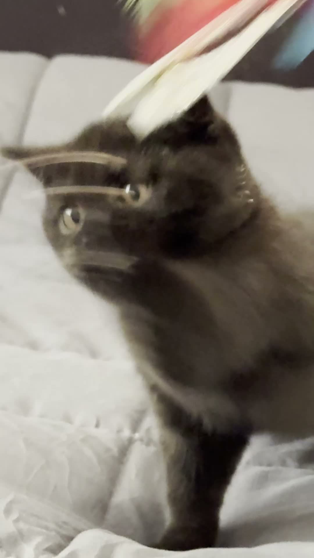 British Shorthair cats for sale: British Shorthair Kitten - Video 1