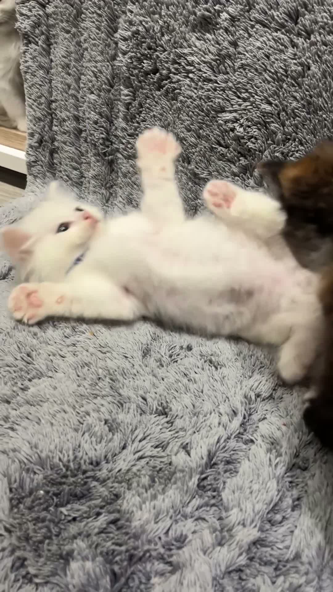 Turkish Angora cats for sale: Turkish Angora Long-hair kittens - Video 3