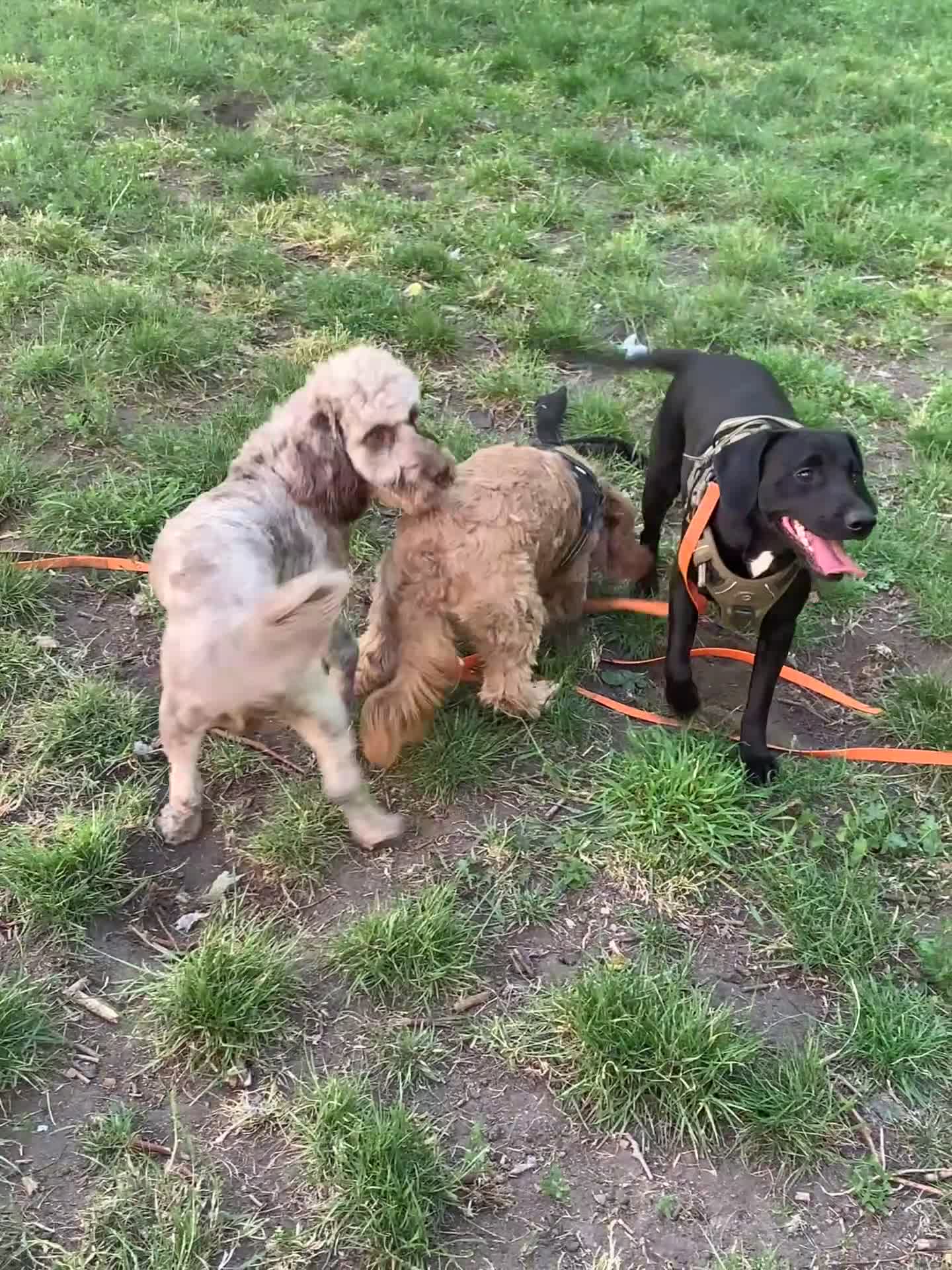 Cockapoo dogs for sale: Male cocapoo house trained  - Video 2