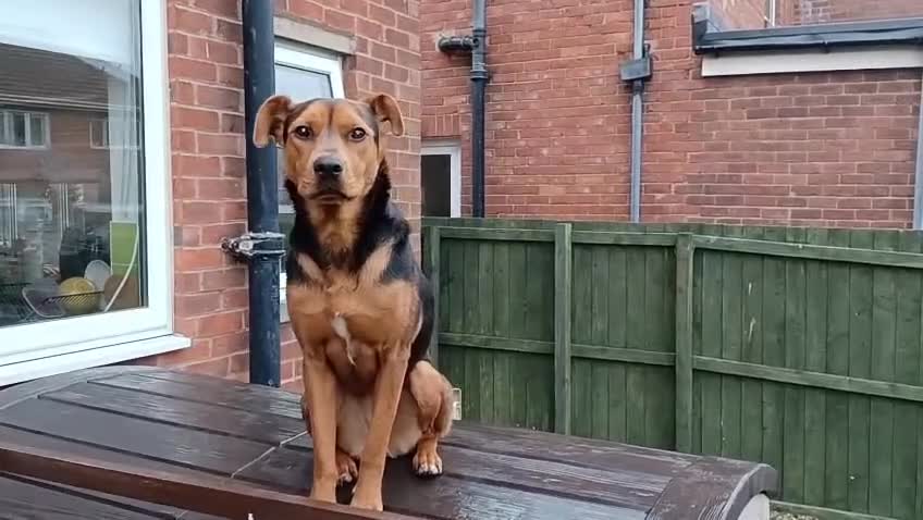 Mixed Breed dogs for sale: Steph - Video 2