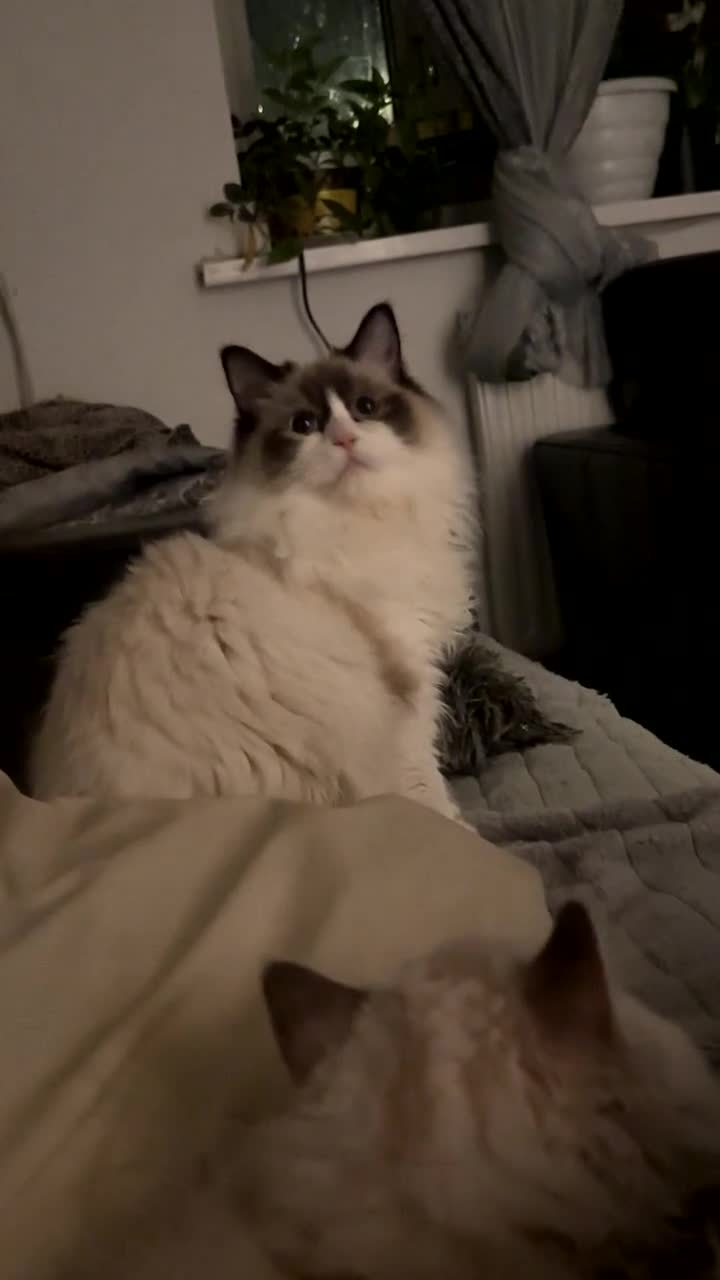 Ragdoll cats for sale: 🐾Adorable ragdoll girl in Newcastle upon Tyne - Video 1