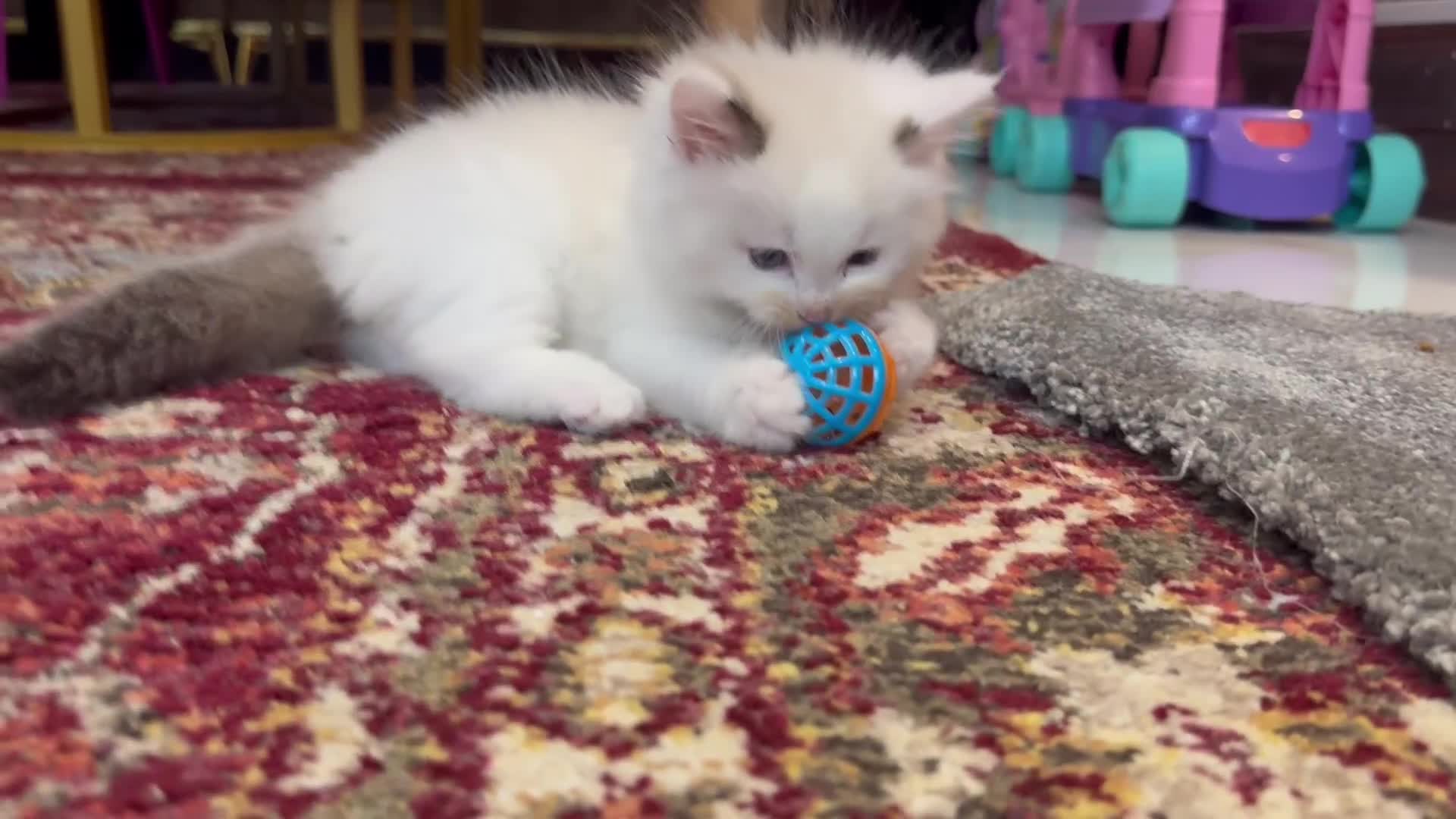 Ragdoll cats for sale: Pure fluffy Ragdoll kittens looking for5 star home - Video 1
