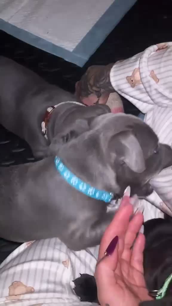 Staffordshire Bull Terrier dogs for sale: True to type kc registered Staffies  in Crawley - Video 2