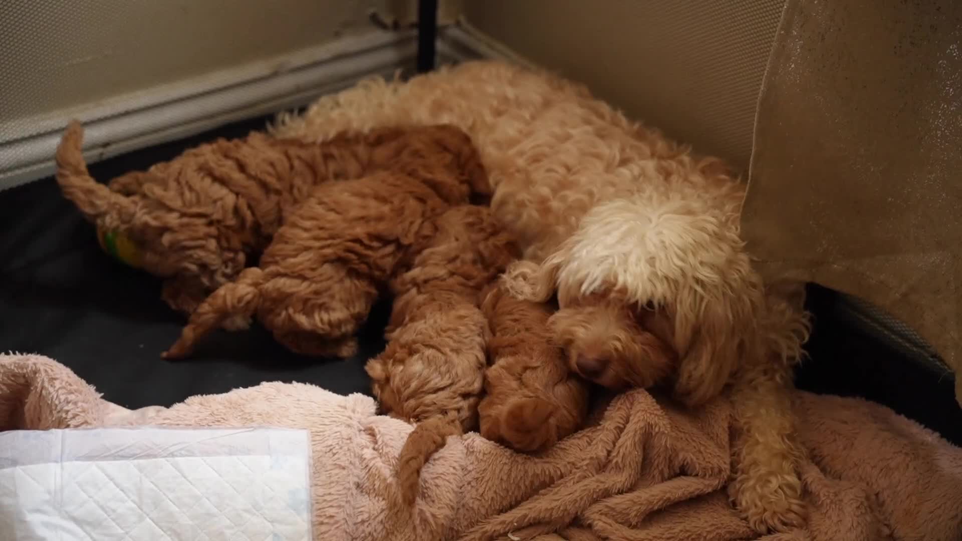 Cockapoo dogs for sale: Gorgeous Cockapoo For Sale  - Video 1