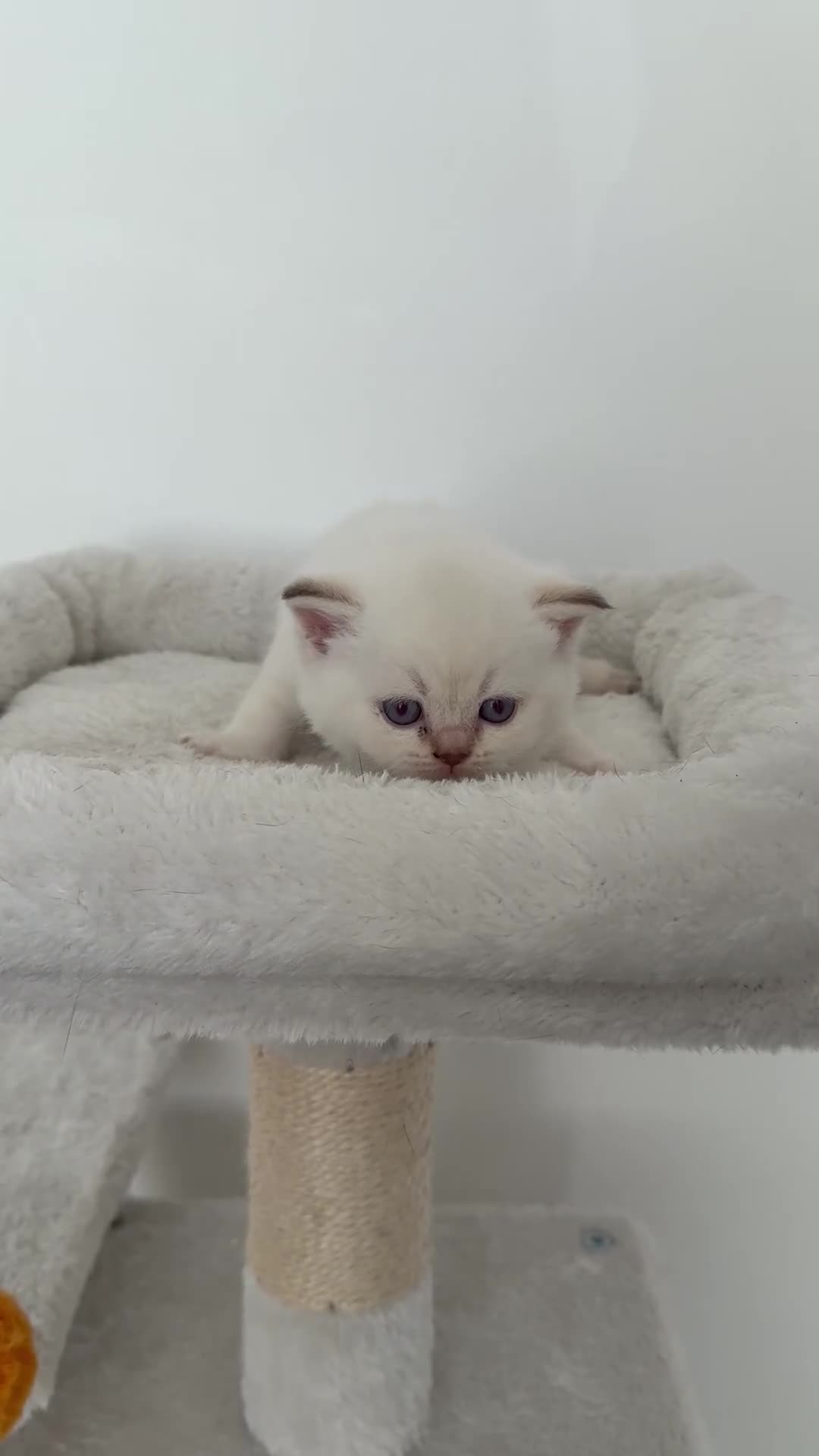 British Shorthair cats for sale: british shorthair kittens  - Video 1