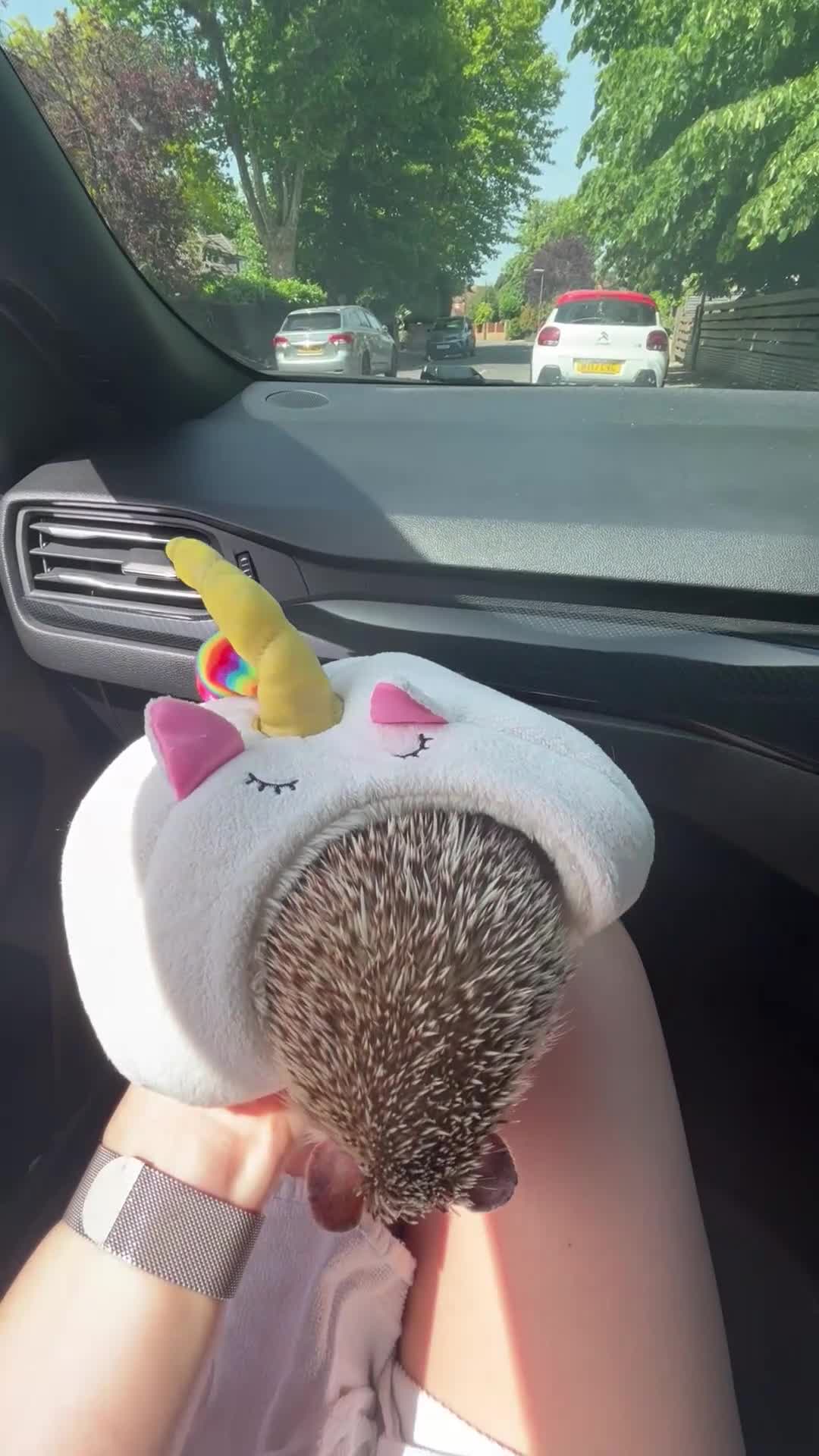 Pygmy Hedgehog rodents for sale: Female Pygmy hedgehog (4 years old) in Abbots Langley - Video 1