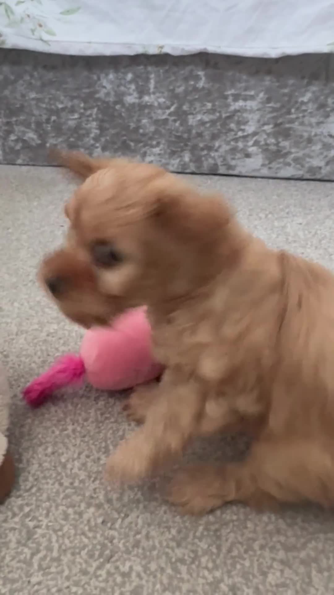 Cavapoo dogs for sale: Our Special Cavapoo Baby Girl   - Video 1