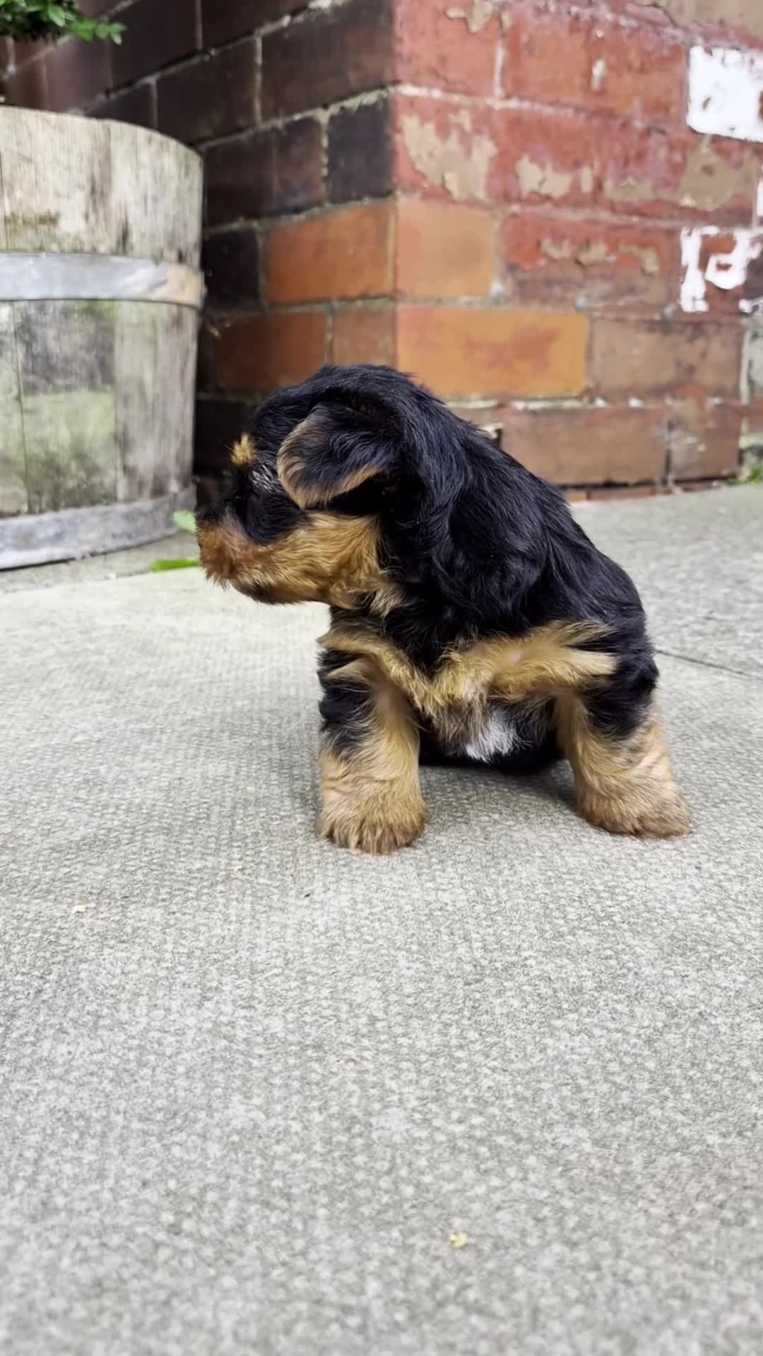 Yorkshire Terrier dogs for sale: 💙 Last Little Boy 💙 - Video 1