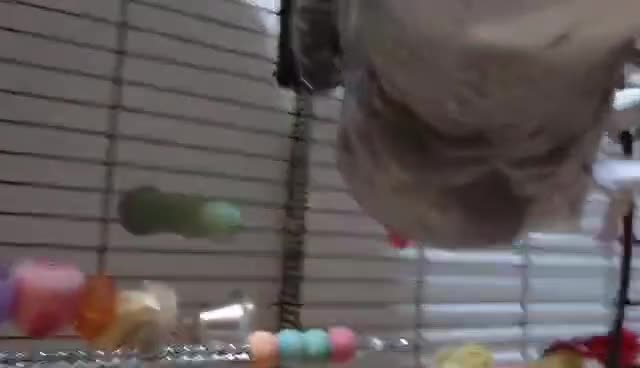Parrots birds for sale: Male tame  - Video 1