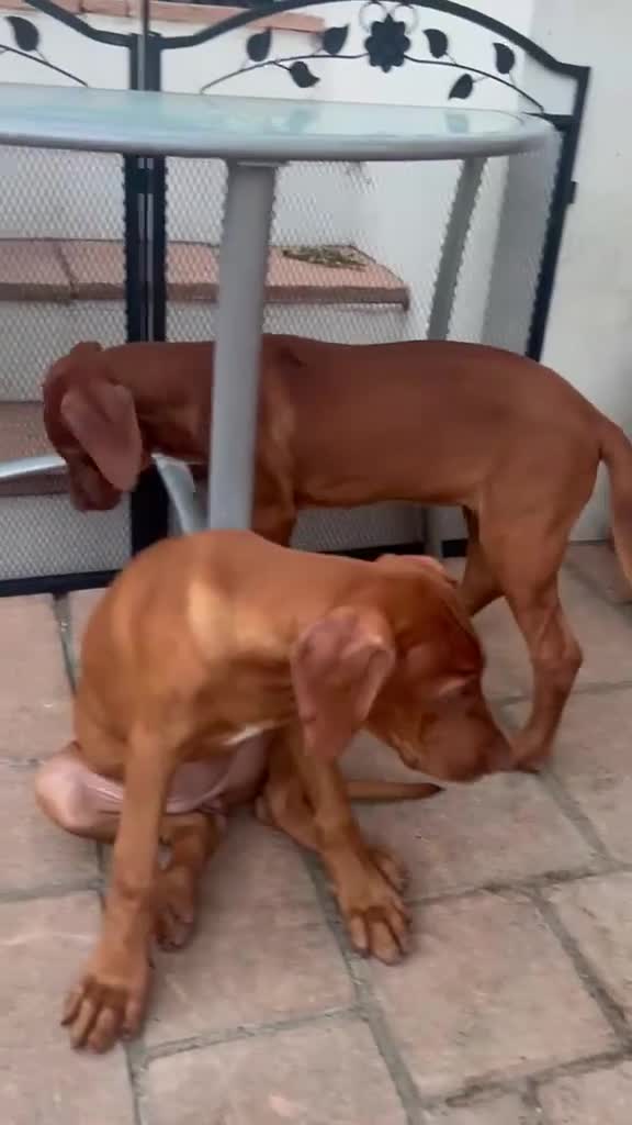 Rhodesian Ridgeback dogs for sale: KC Registered RR Ready for forever Homes 1st July - Video 1