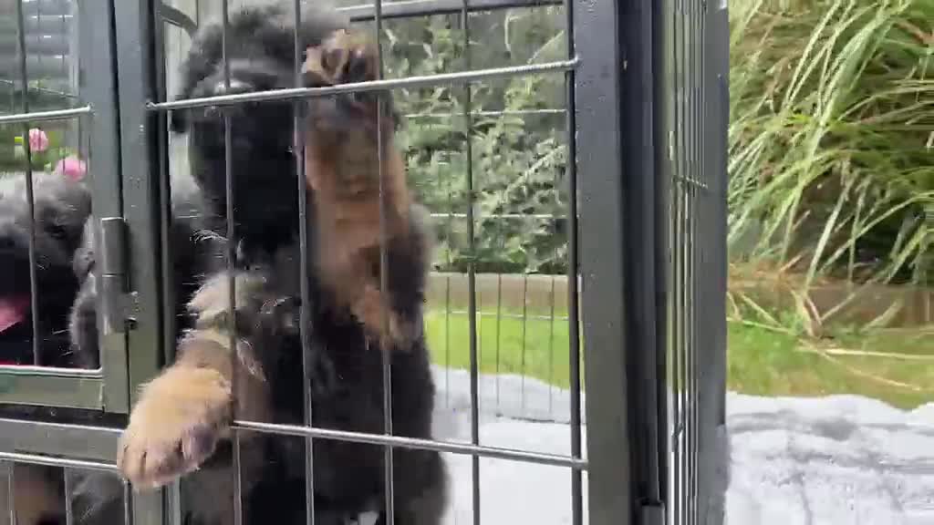 German Shepherd dogs for sale: STUNNING LONG HAIRED KC GERMAN SHEPHERD PUPPIES in Coalville - Video 1