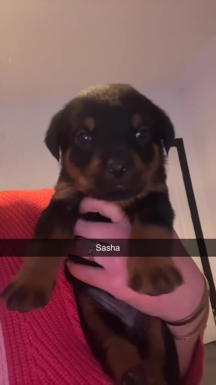 Rottweiler dogs for sale: ⭐ LAST THREE ROTTWEILER PUPPIES LEFT ⭐  - Video 1