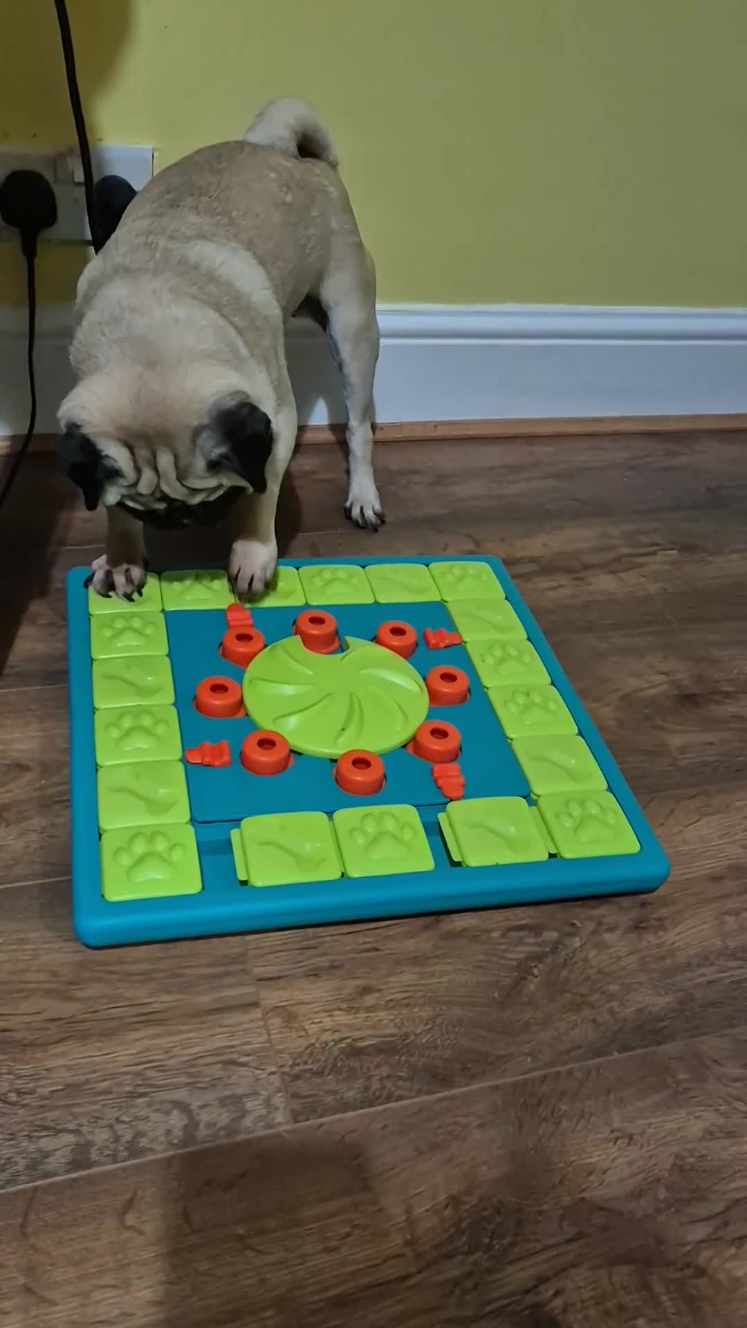 Pug dogs for sale: Beautiful small female pug 7 years  - Video 1