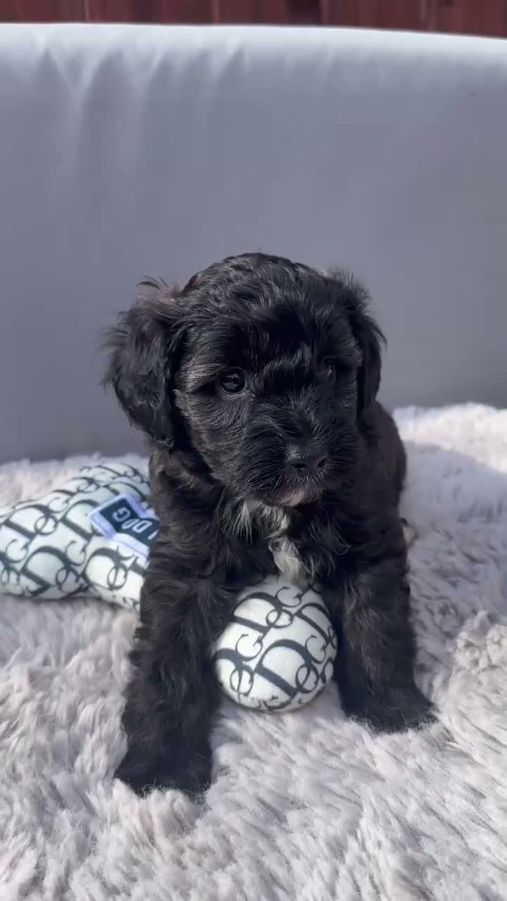 Australian Labradoodle dogs for sale: Australian Labradoodle Small Size  in Leicester - Video 1