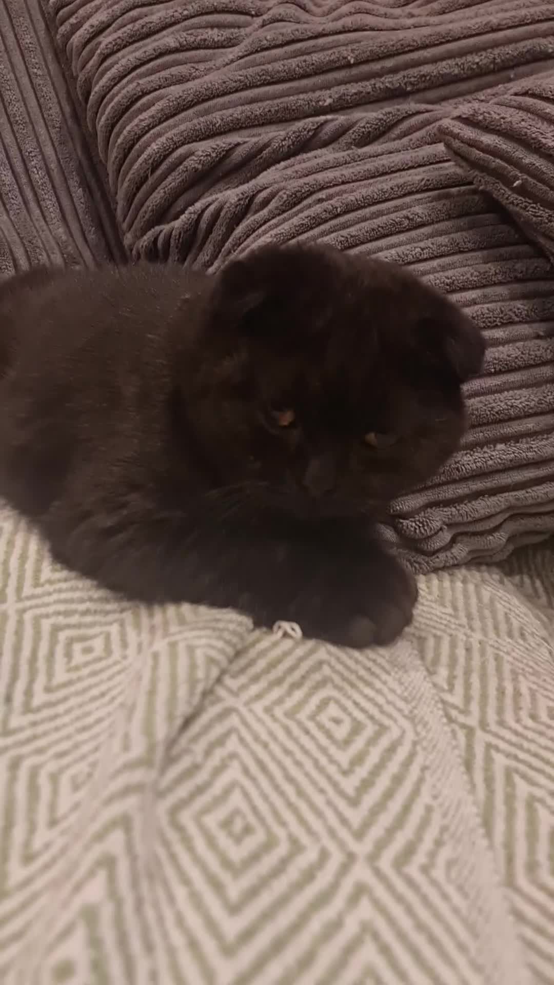 Scottish Fold cats for sale: Scottish Folds  4 Male 1 Female - Video 2