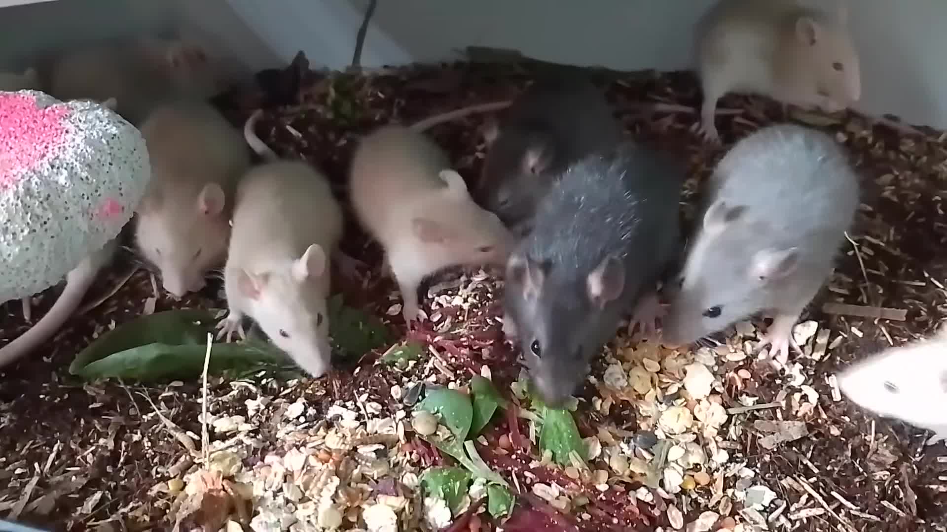 Rat rodents for sale: Cute baby rats - Video 1