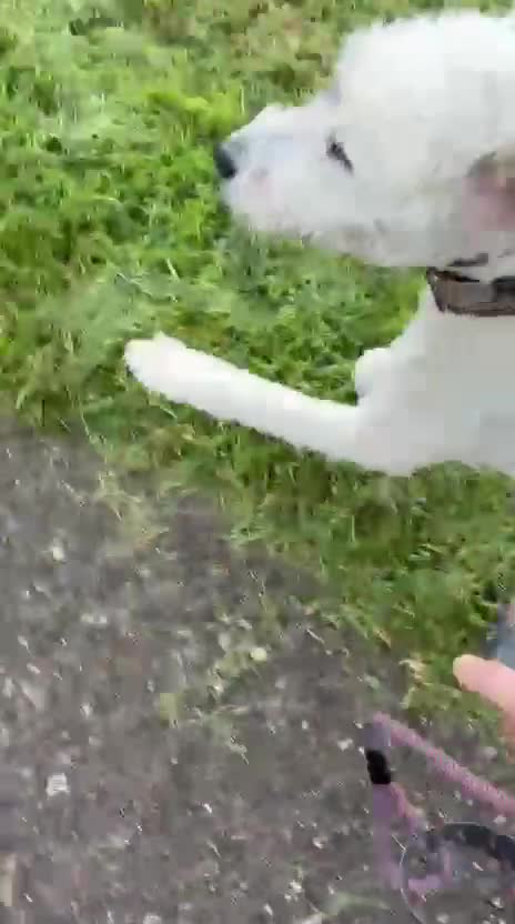 Mixed Breed dogs for sale: Handsome Buddy looking for his home in Marlborough - Video 1