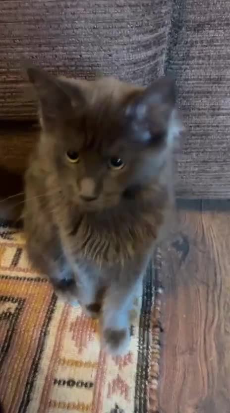Maine Coon cats for sale: NEW PRICE Registered Blue Pedigree Maine coon baby - Video 1