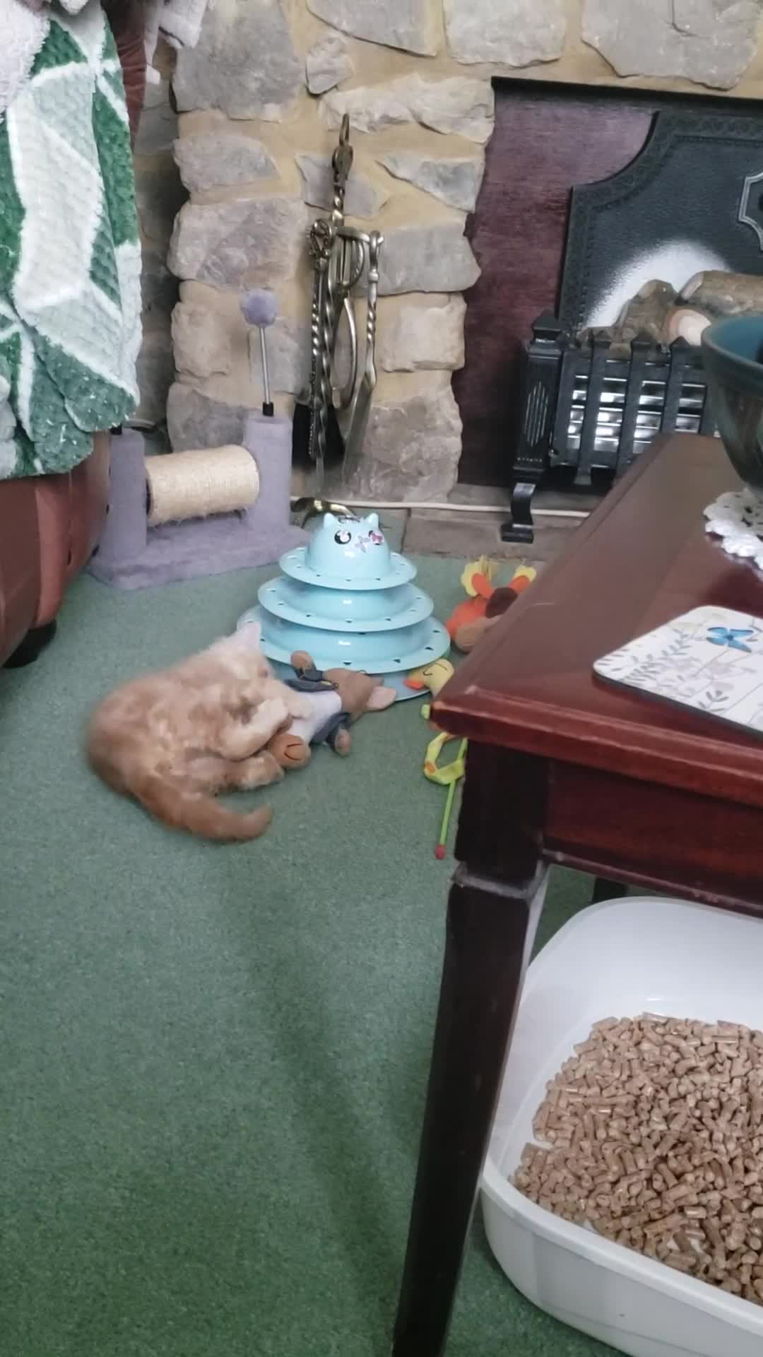 Exotic cats for sale: Fabulous cream tabby  exotic malele - Video 1