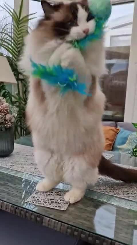 Ragdoll cats for sale: 🥰🎀 2 Stunning retired Queens top European lines - Video 1