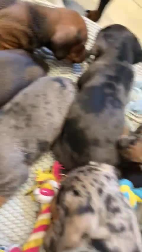 Miniature Dachshund dogs for stud: Miniature Red Dapple - KC Reg in Sheffield - Video 1