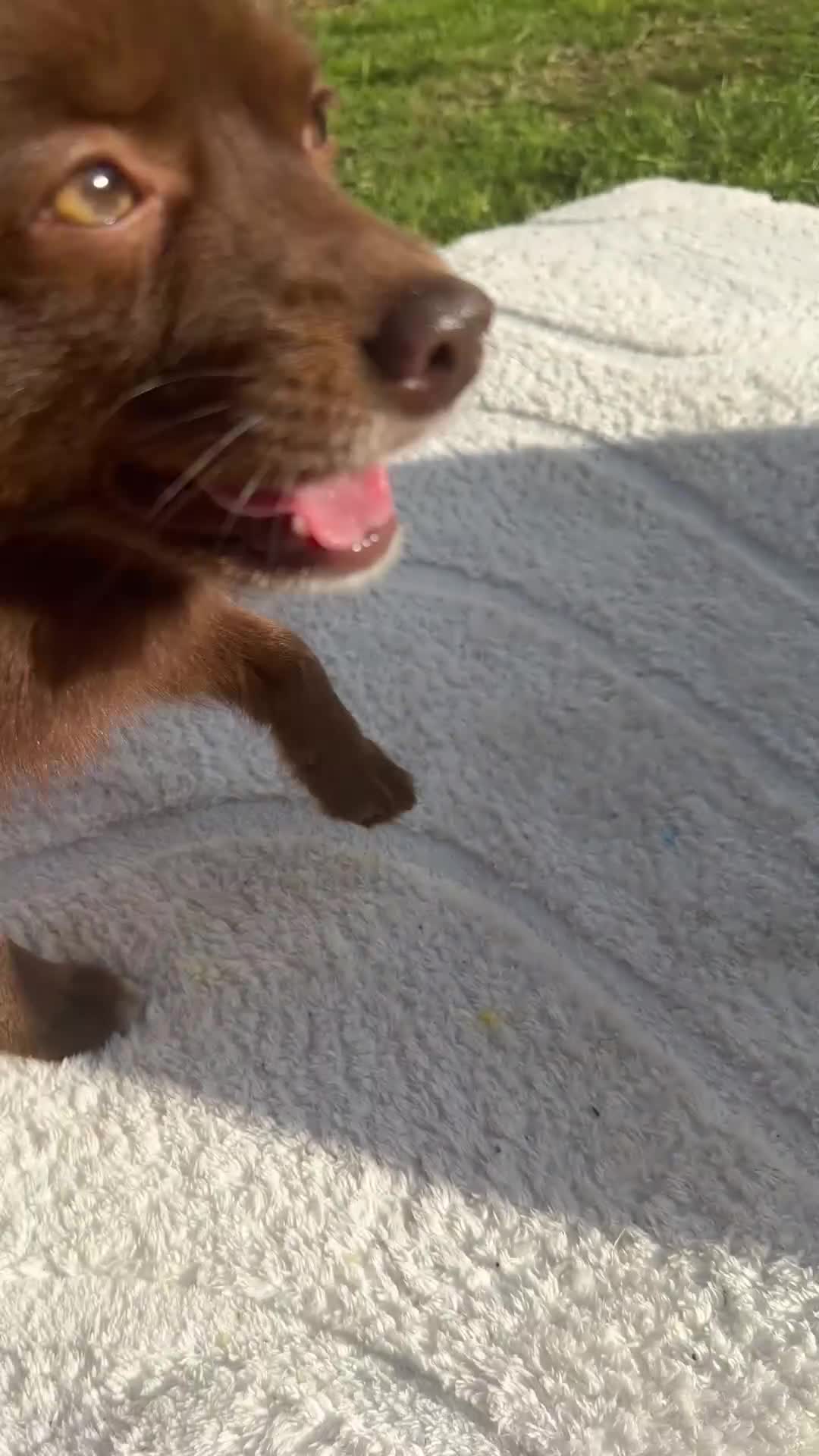 Pomsky dogs for sale: Pomsky puppies  in Birmingham - Video 2