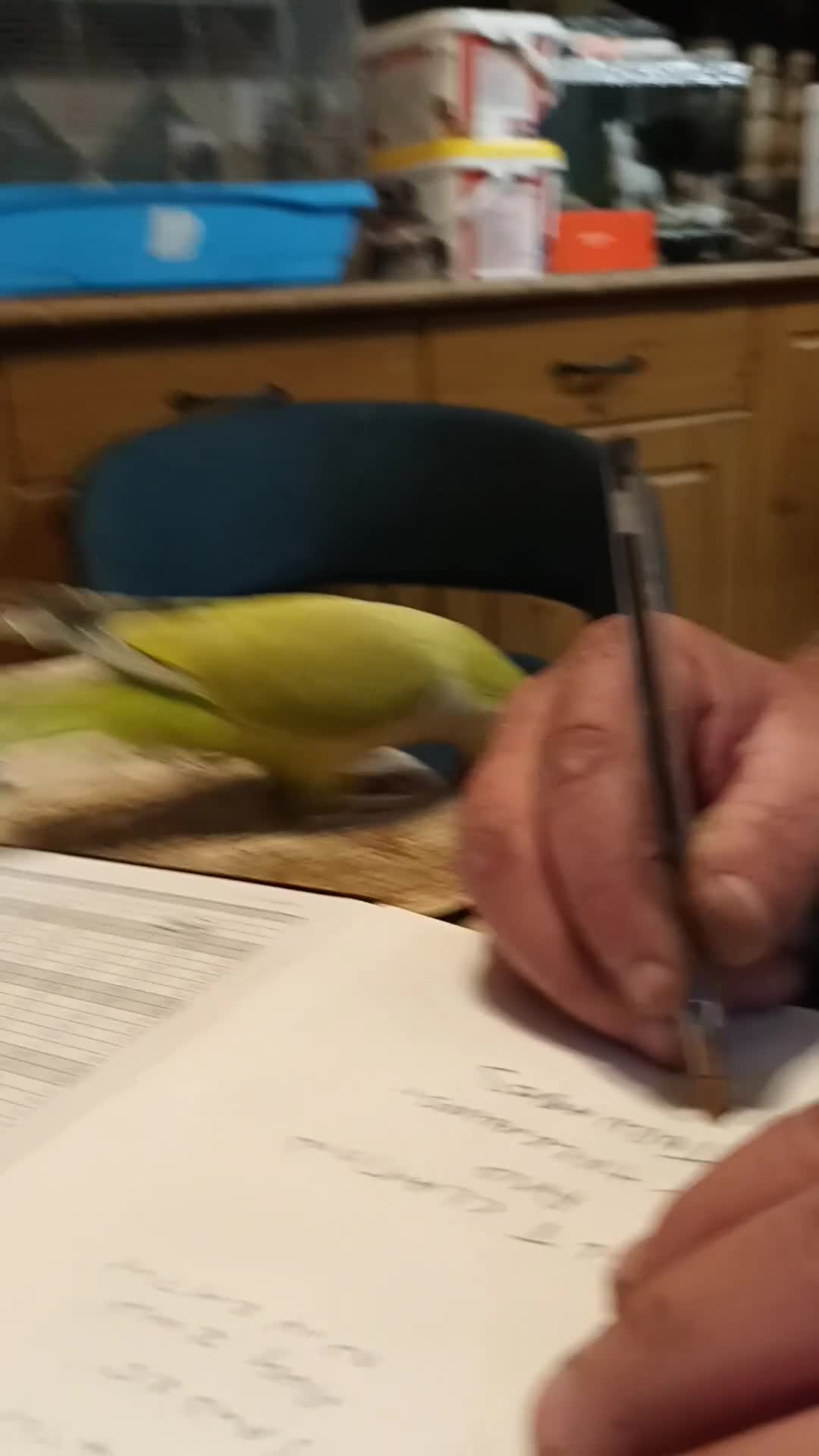 Parrots birds for sale: Beautiful hand reared Quaker Parrots - Video 1