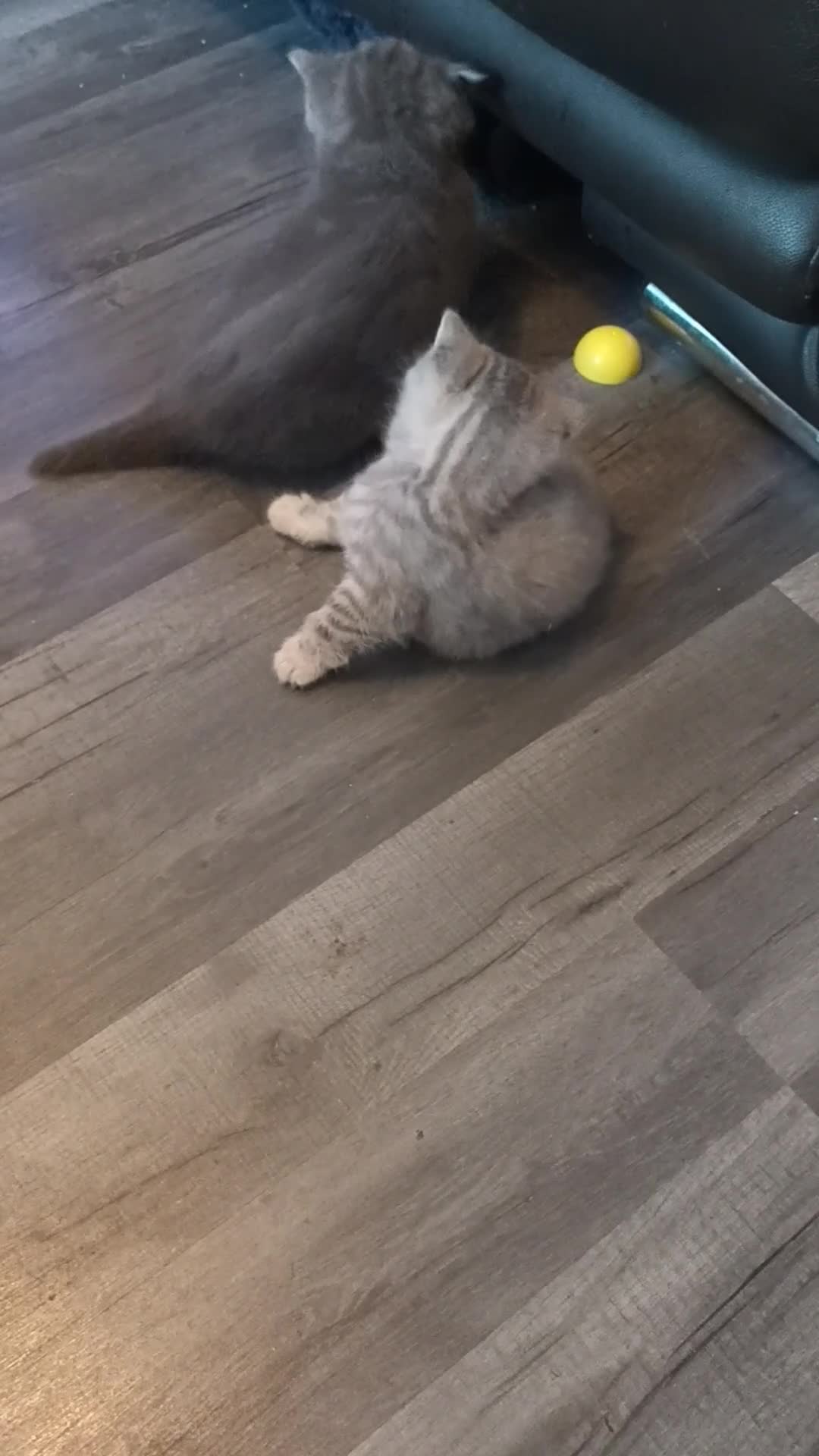British Shorthair cats for sale: British short hair kittens - Video 1