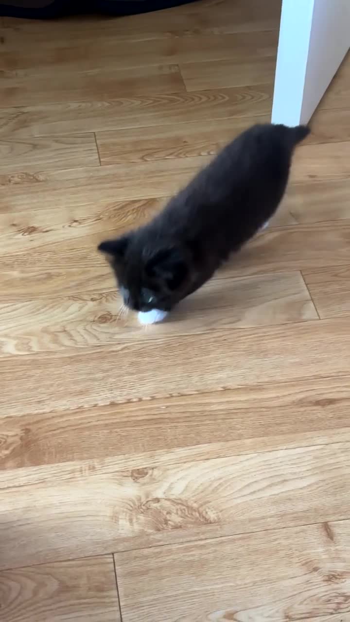 Mixed Breed cats for sale: Mixed Breed Siamese Kittens - Video 2