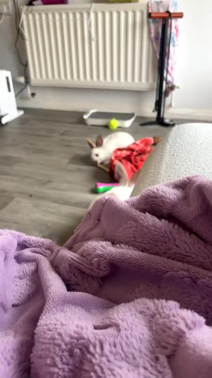 Mixed Breed rabbits for sale: Rehoming my boy and girl rabbit - Video 2