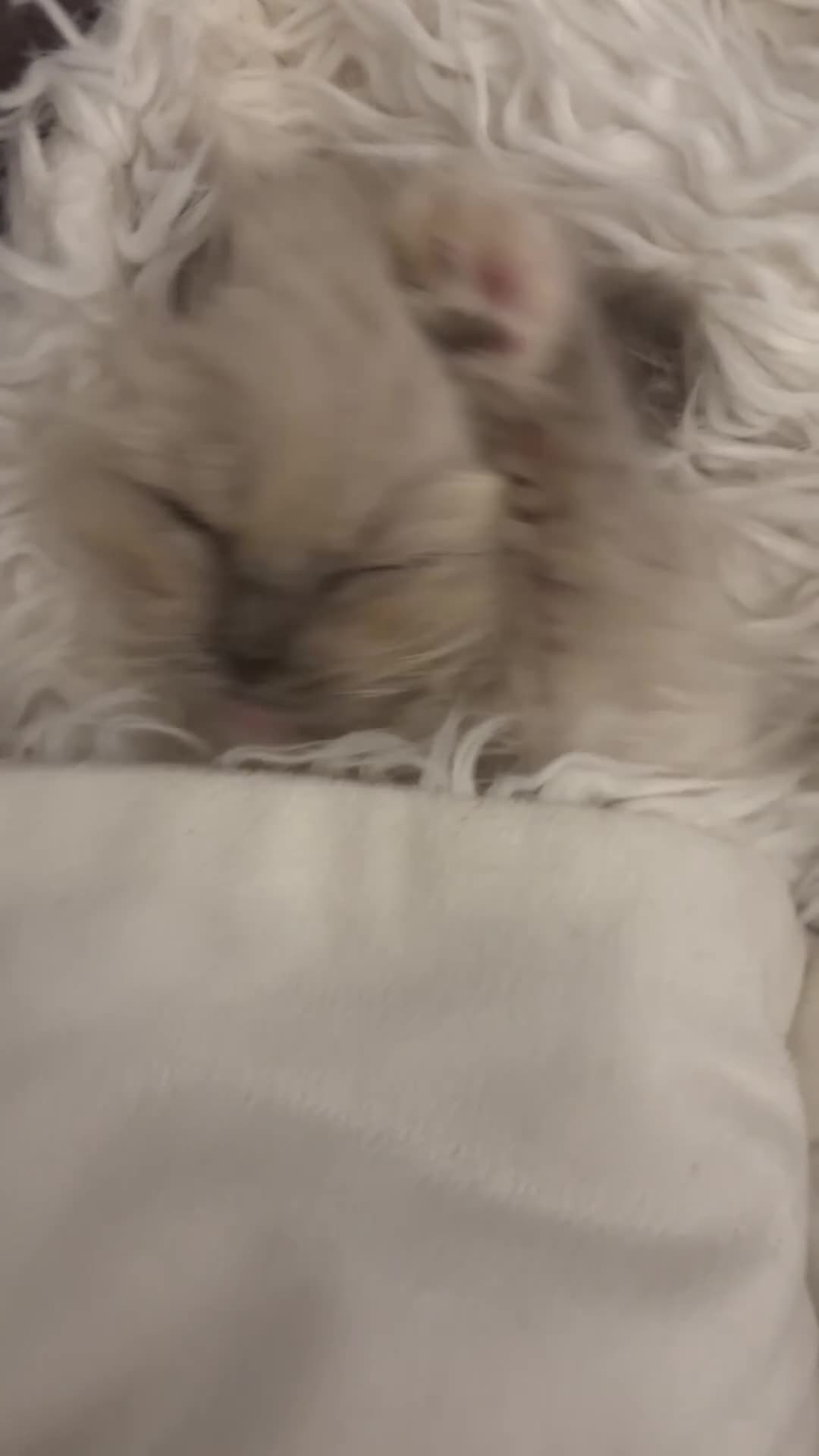 Ragdoll cats for sale: Beautiful ragdoll READY NOW - Video 2