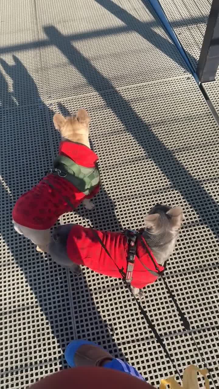 French Bulldog dogs for sale: Silver/Lilac French Bulldog Boy.  - Video 1