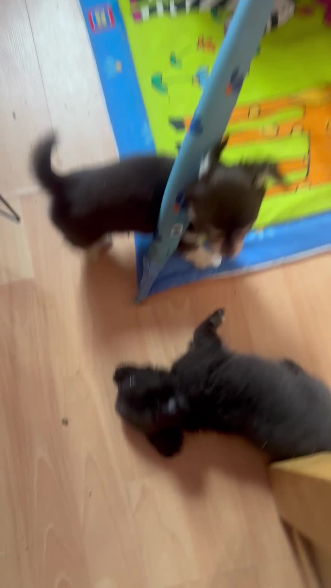 Chihuahua dogs for sale: Kc beautiful chihuahua boys  - Video 1