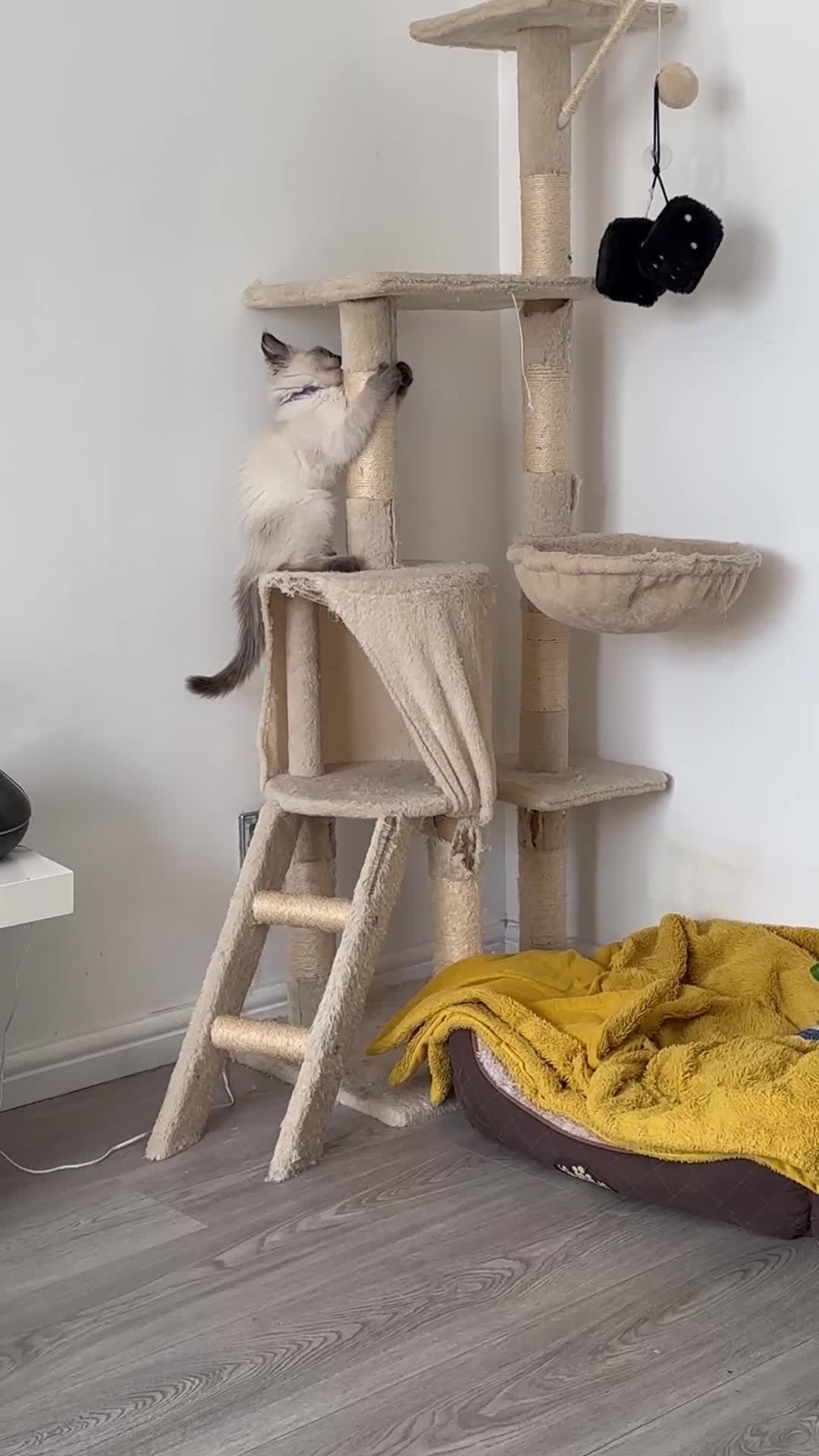 Siamese cats for sale: 1 beautiful ragdoll/siamese boy left - Video 1