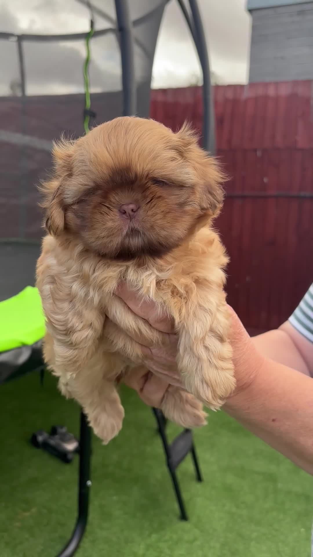 Shih Tzu dogs for sale: KC registered chocolate Shih Tzu boy puppy  - Video 1
