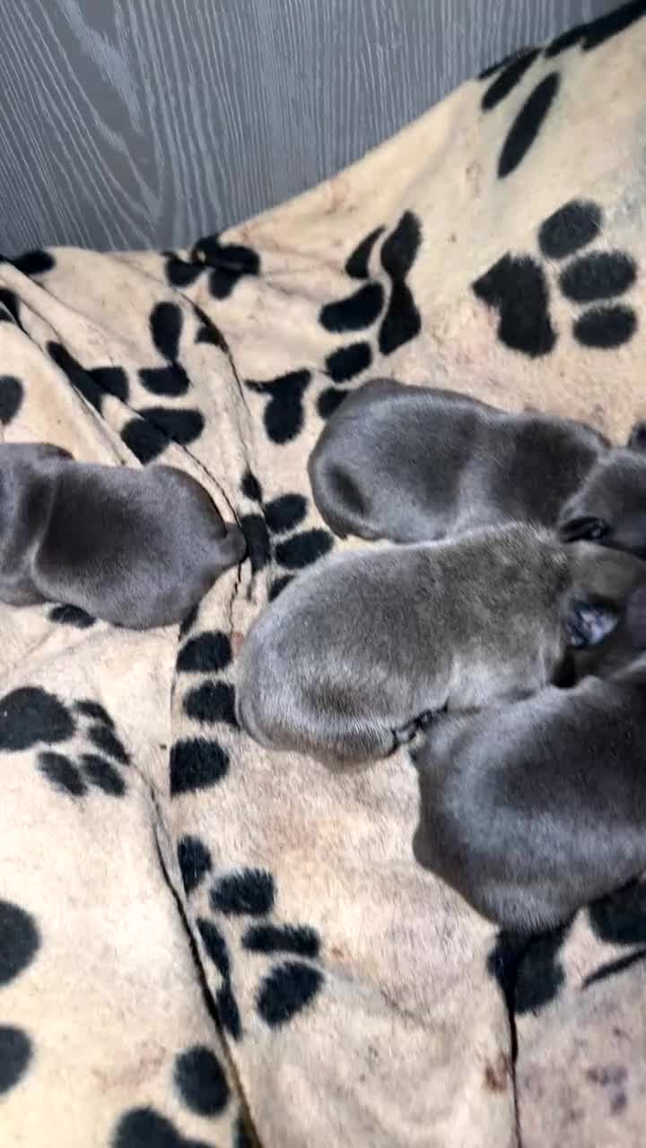 Mixed Breed dogs for sale: 4x Male French bulldogs - Video 1