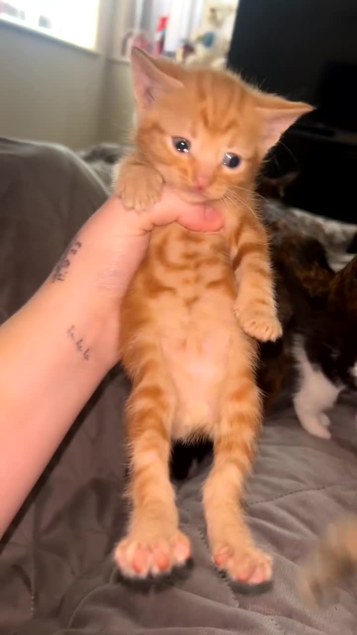 Mixed Breed cats for sale: Kittens  - Video 2